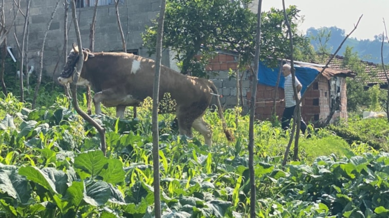 Öfkeli boğa Rize'yi birbirine kattı!