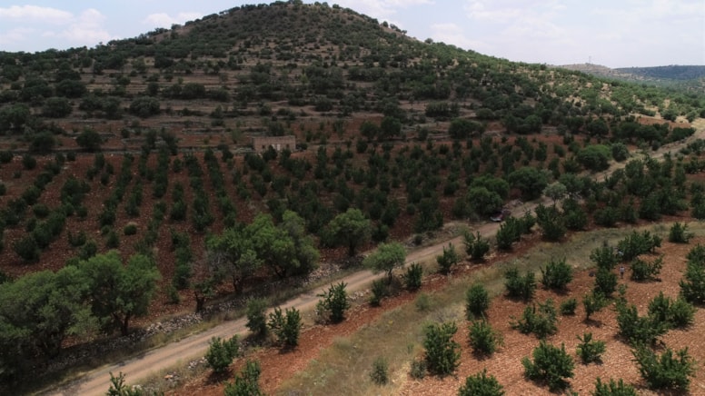 Sabahın ilk ışıklarında kasalara doldurup gönderiyorlar: Kilosu 400 TL'ye kadar çıkıyor