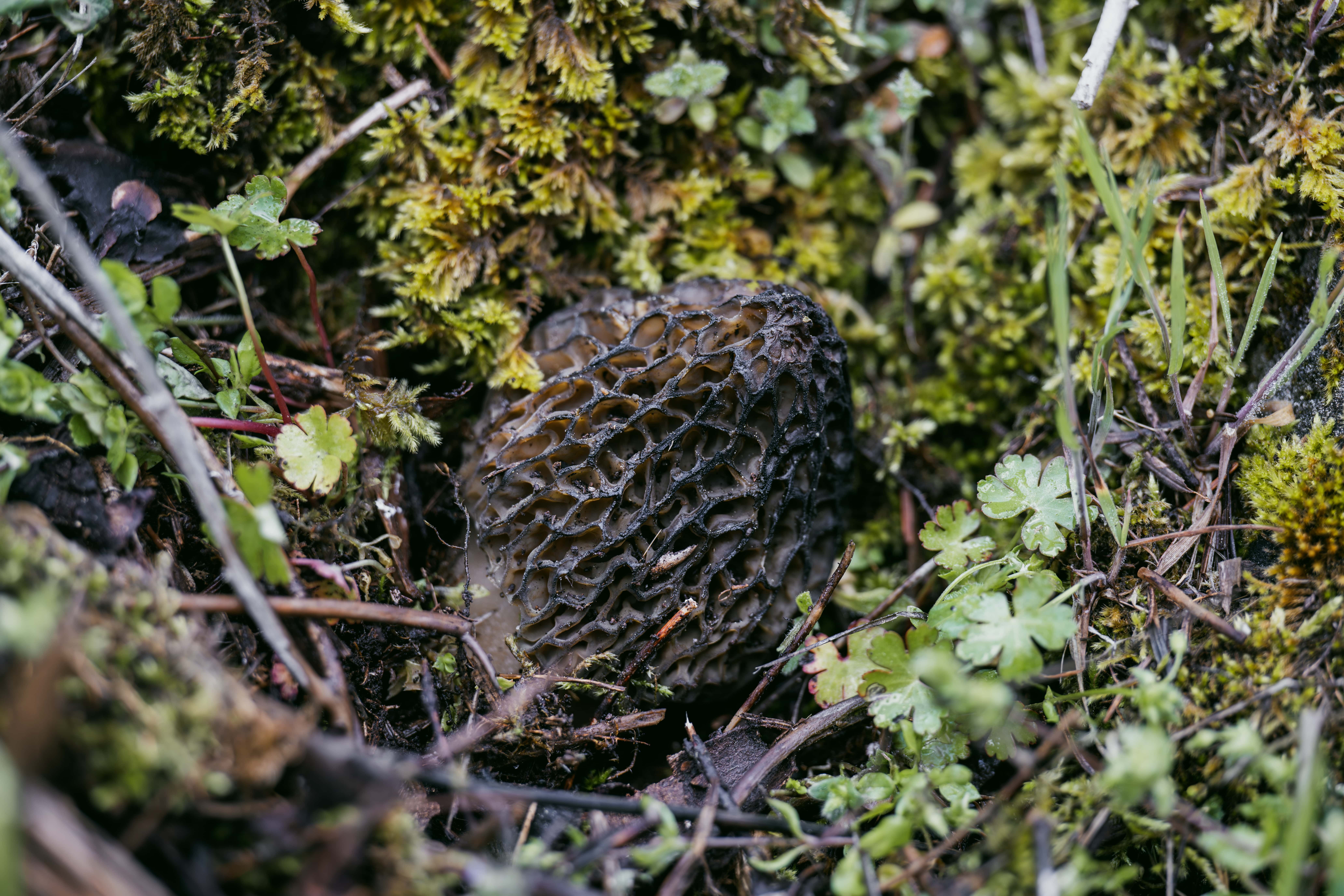 Adım adım dolaşıp topluyorlar kilosunu 1.500 TL'den satıyorlar