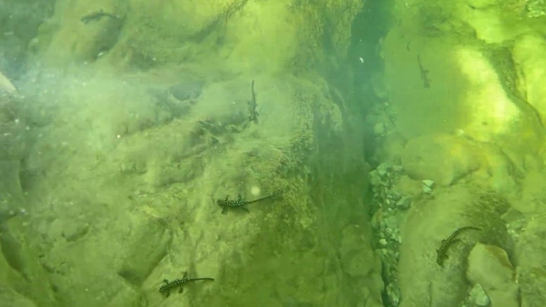 Nesli tükenme tehlikesi altındaydı, yüzlercesi görüntülendi