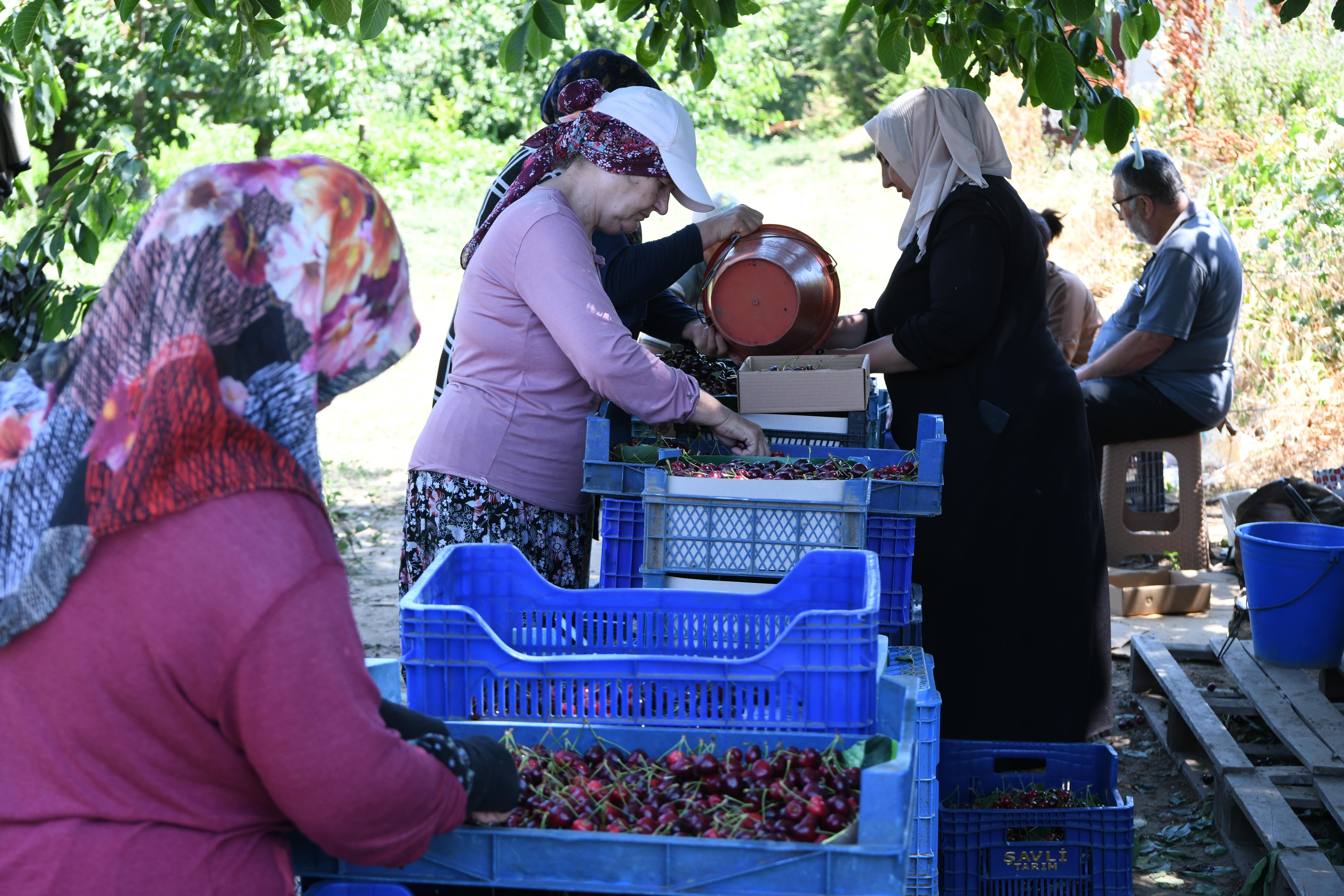 Lapseki'nin kiraz hasadı dünya çapında talep görüyor