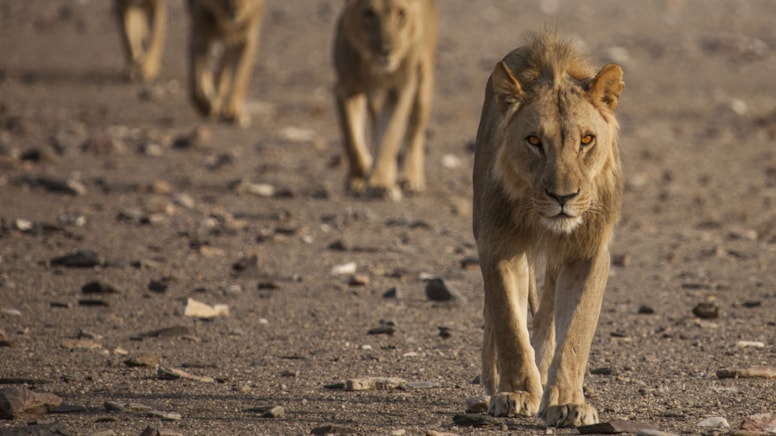 İş insanını aslanların yediği doğrulandı