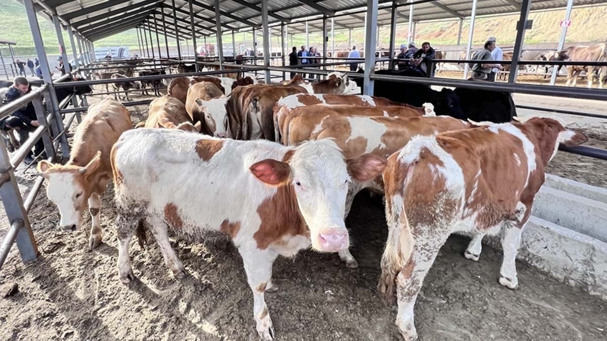 Bayrama 1 gün kala kriz: Üç ilçe karantina altına alındı