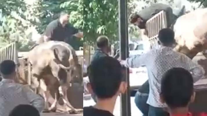 Kızgın boğa kasaba dehşeti yaşattı