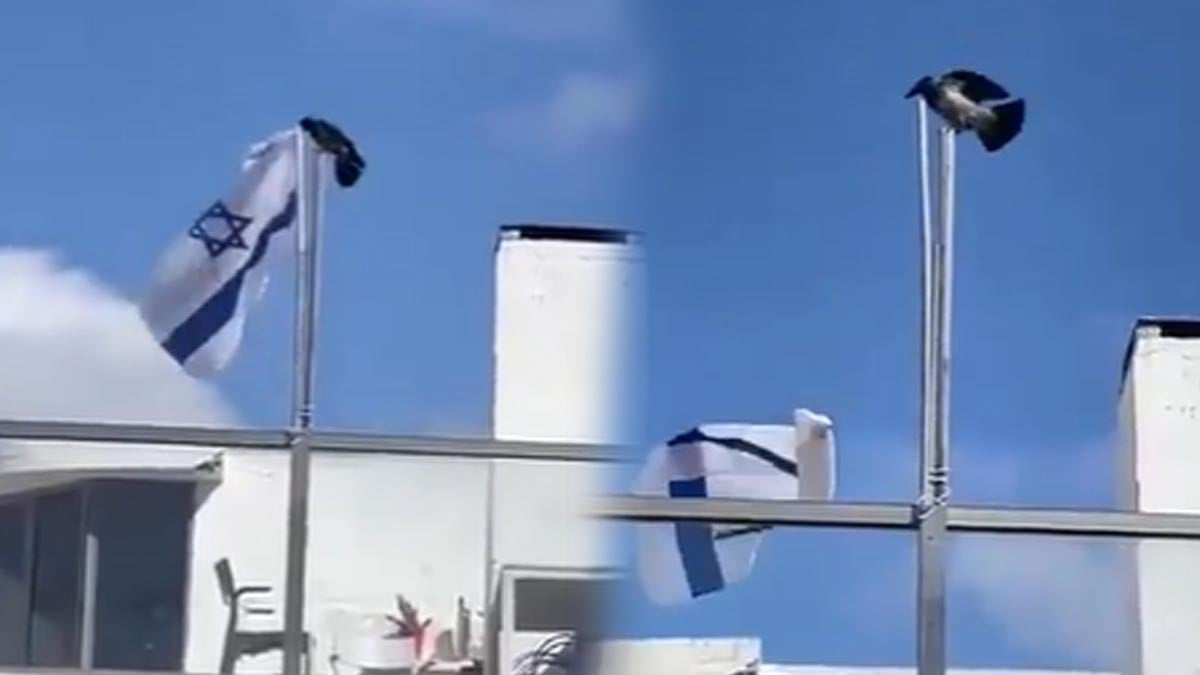 Karga İsrail bayrağını söküp attı