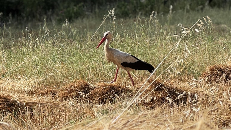 'Garip' leylek 15 yıldır hasat döneminde gelip böcek avlıyor