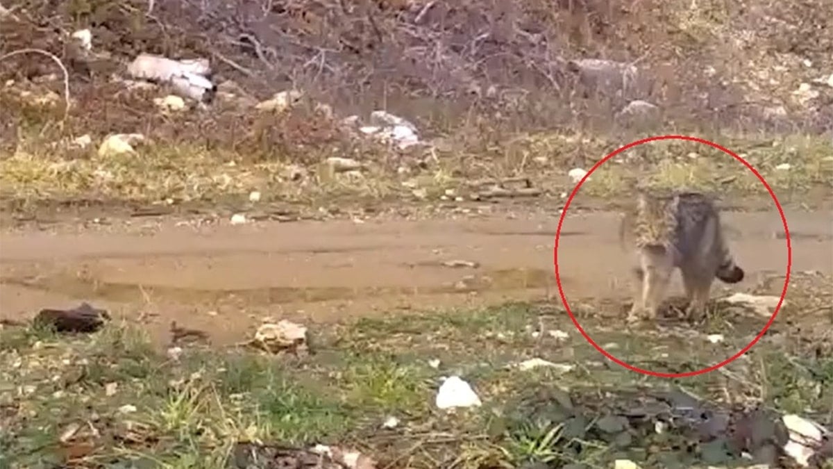 İşte nesli tükenmek üzere olan ev kedilerinin atası! Fotokapana takıldı