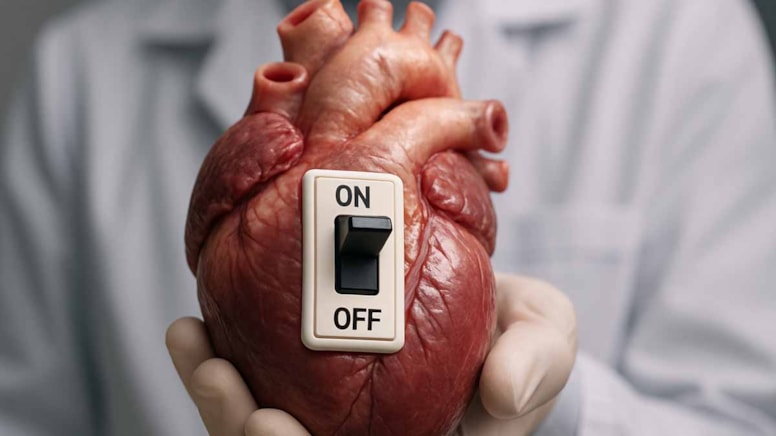 Bilim insanları kalpte bir ‘Aç/Kapat’ düğmesi keşfetti… Ama ne işe yarıyor?