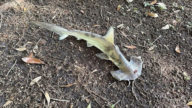 Çimlerin ortasına gökten köpekbalığı düştü!