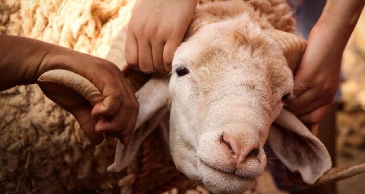 Kurbanlık satışlarında fiyatlar belli oldu: Pazarlıklar erken başladı