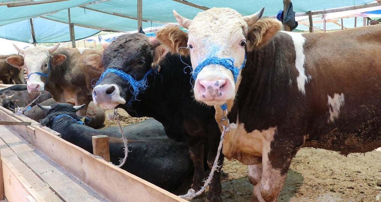 Resmi açıklama yapıldı: Trakya'ya kurbanlık hayvan sokulmayacak