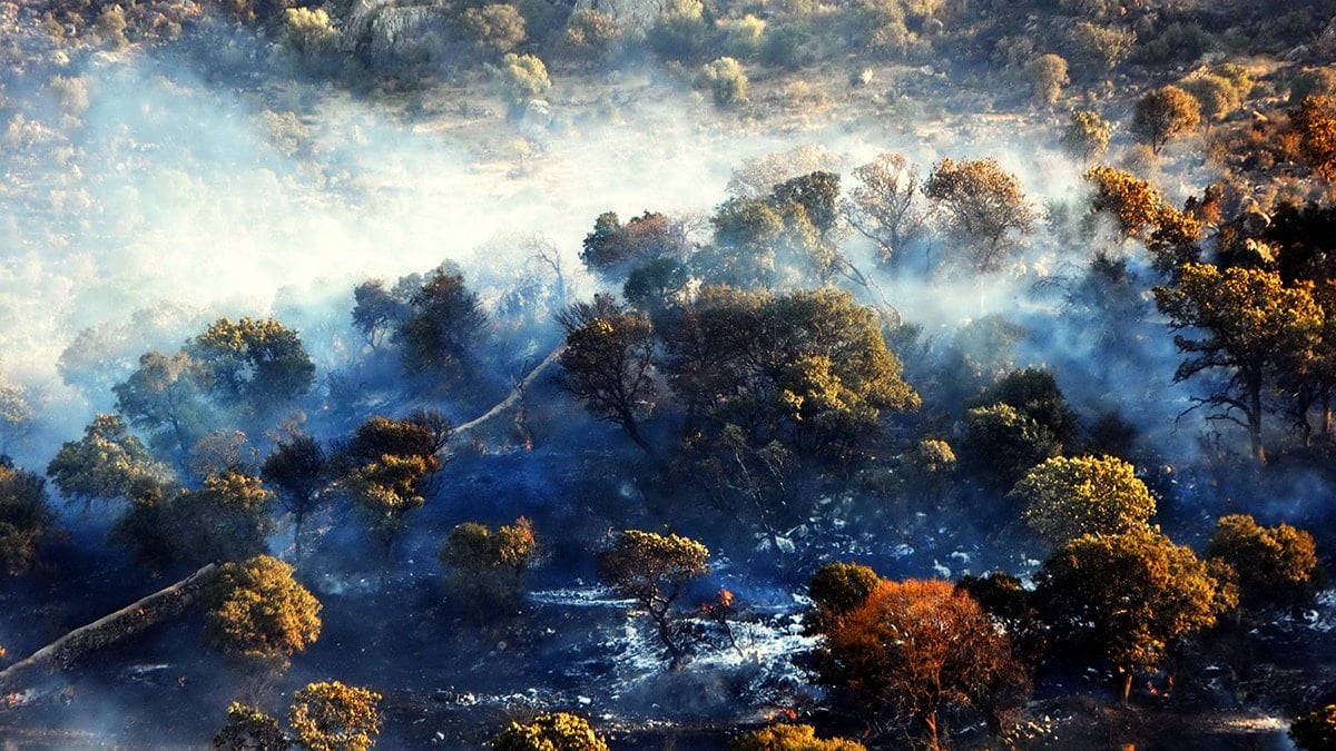 Aydın ve Muğla'da art arda yangınlar