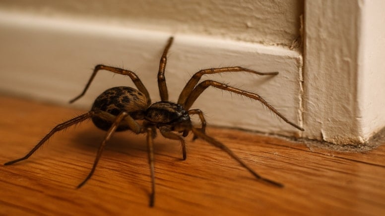 Evinizde örümcek görürseniz asla öldürmeyin: Onların gizli görevi var - Sözcü