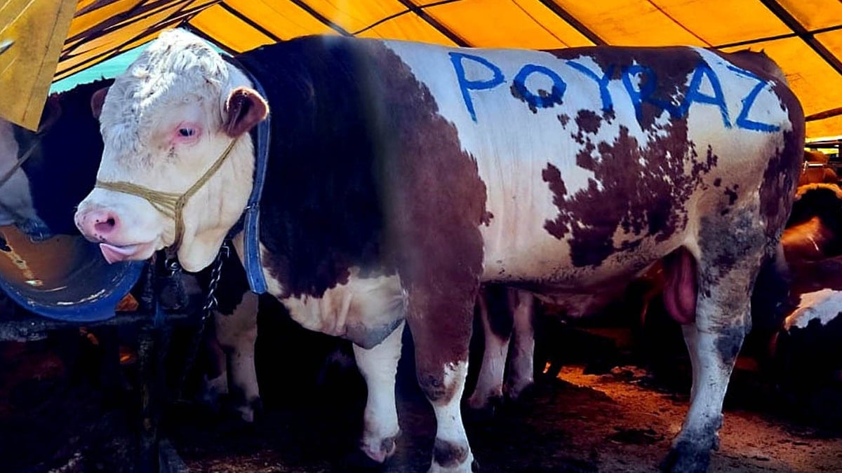 1 ton 250 kiloluk Poyraz, dudak uçuklatan fiyatıyla satıldı