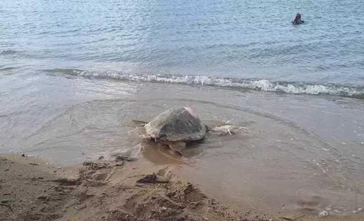 'Güzel İzmir' isimli  caretta carettanın sinyali Gazze'de kesildi