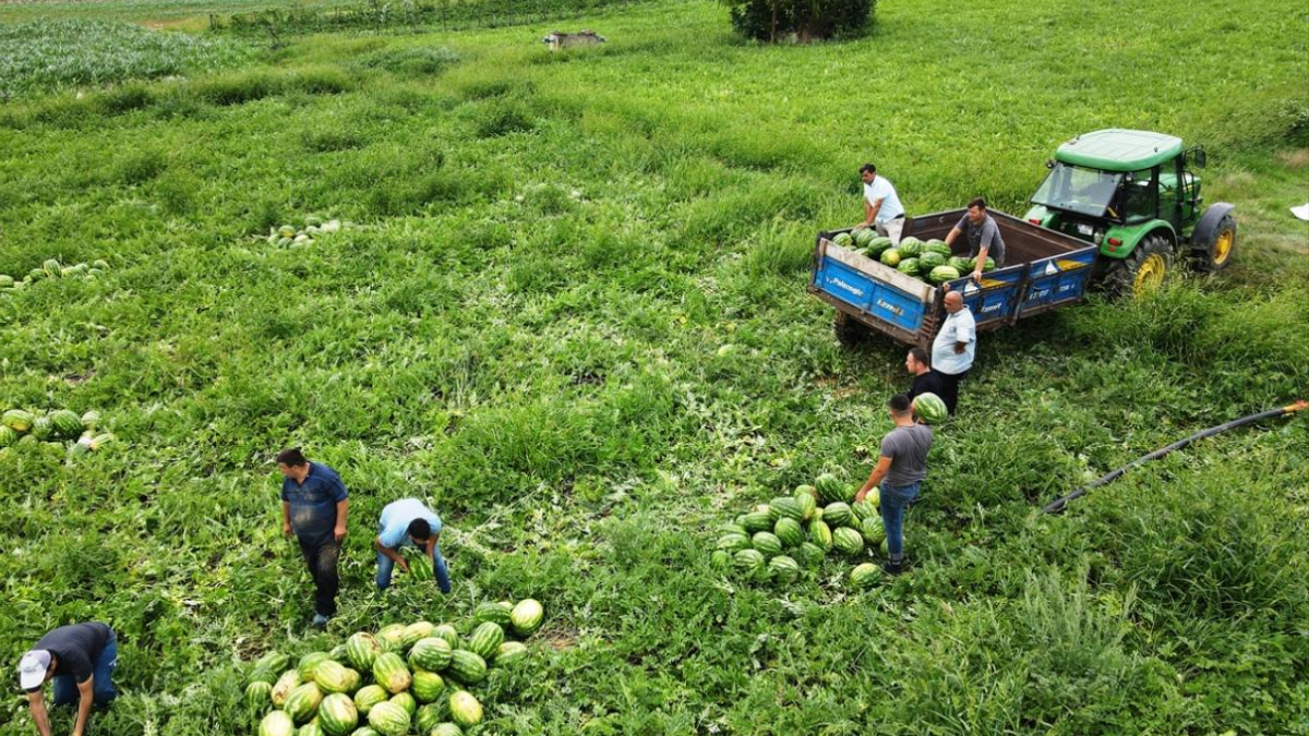 Çiftçiler isyan etti, tarlada kilosu 25 liradan 7 liraya kadar düştü
