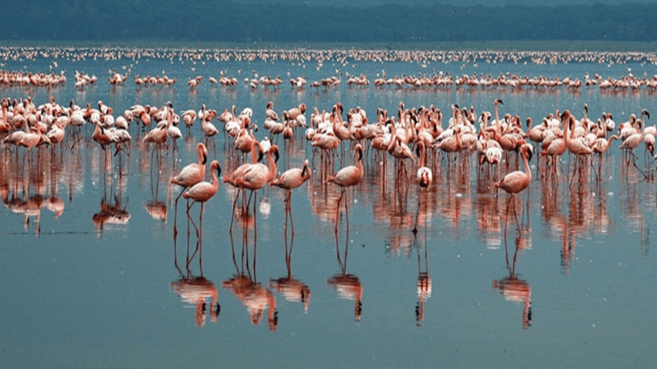 Tuz Gölü'ndeki 2 bin flamingo susuzluktan öldü