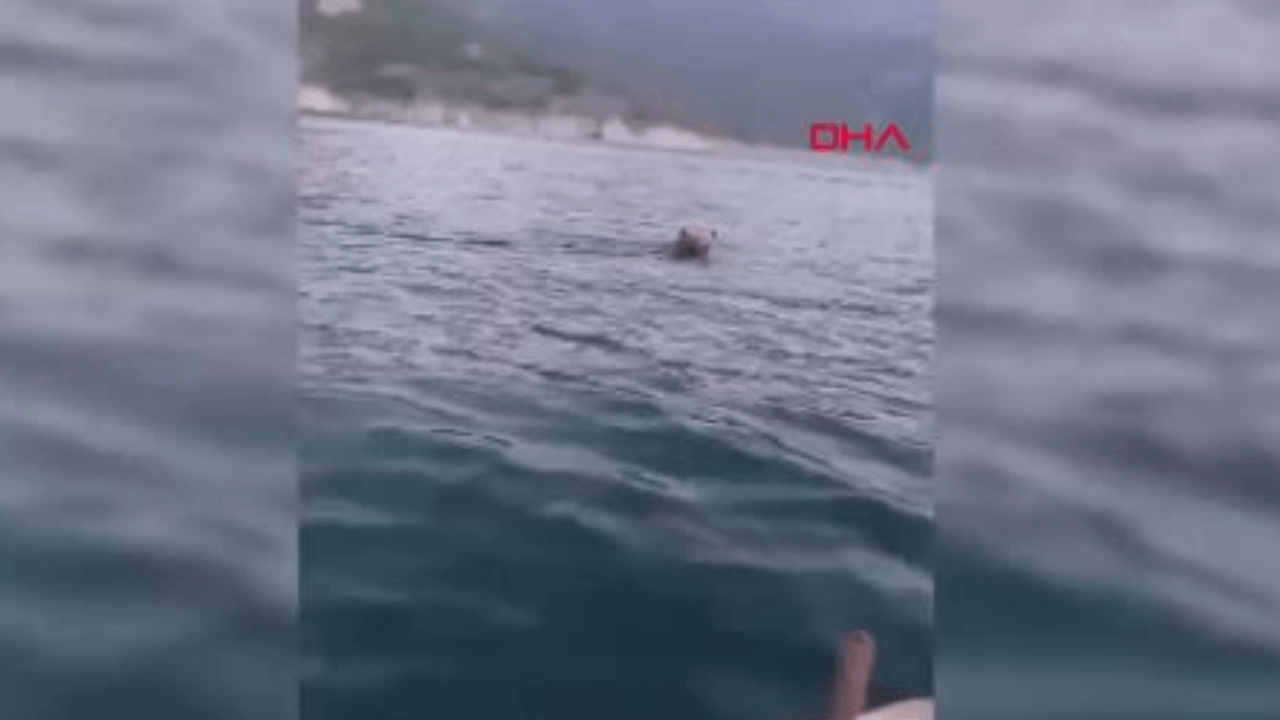 Sinop'ta Barajda yüzen ayı kamerada