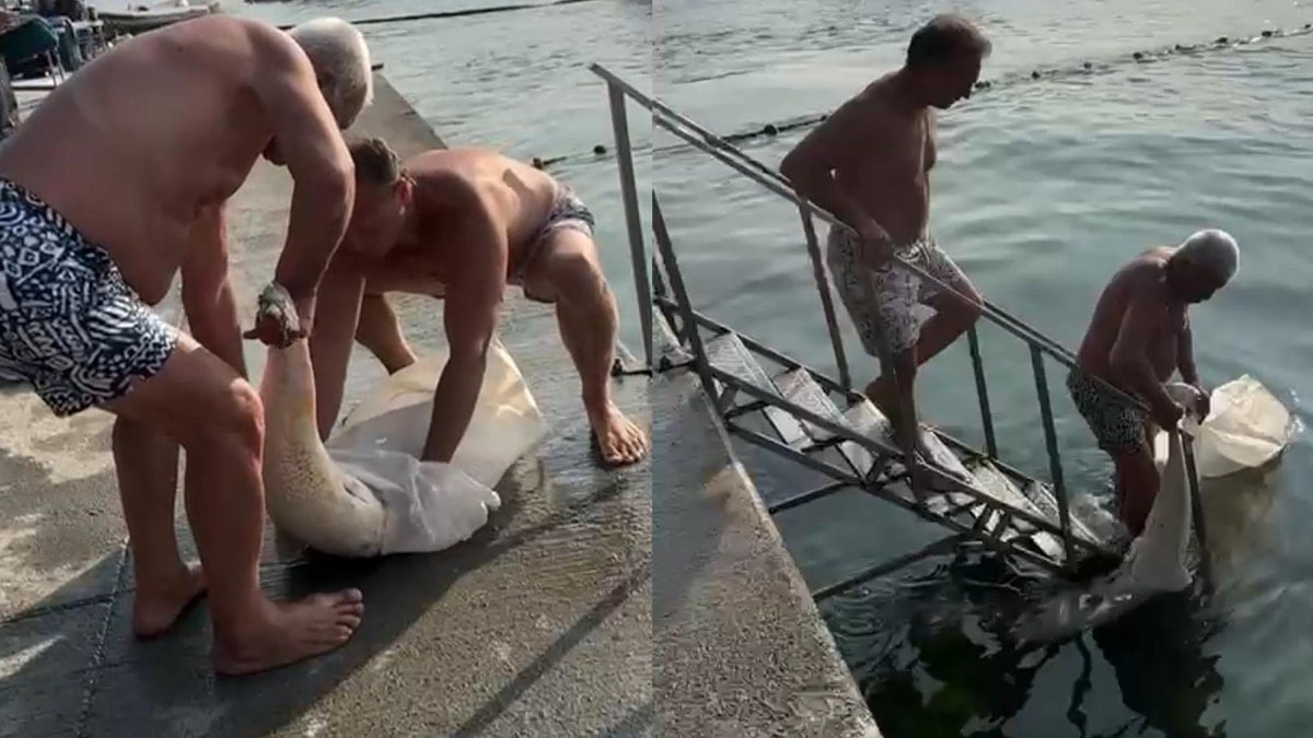 Bebek sahiline vuran ölü yunusu çöp konteynerine attılar