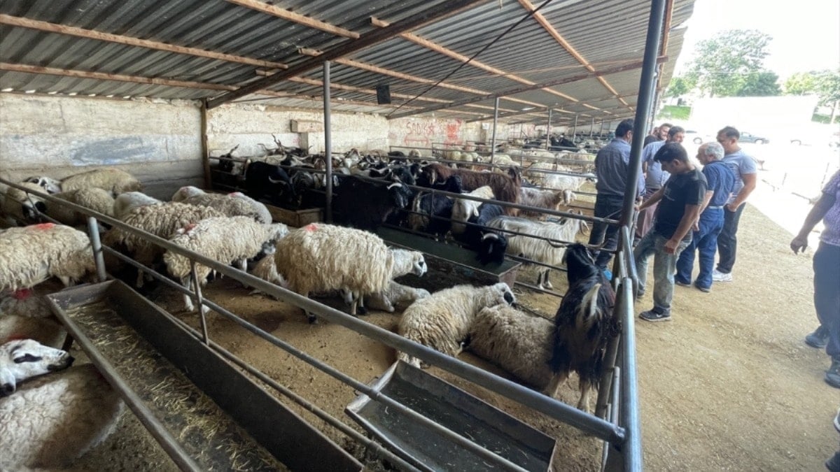 Elazığ'da hayvan borsası şap hastalığı nedeniyle kapatıldı
