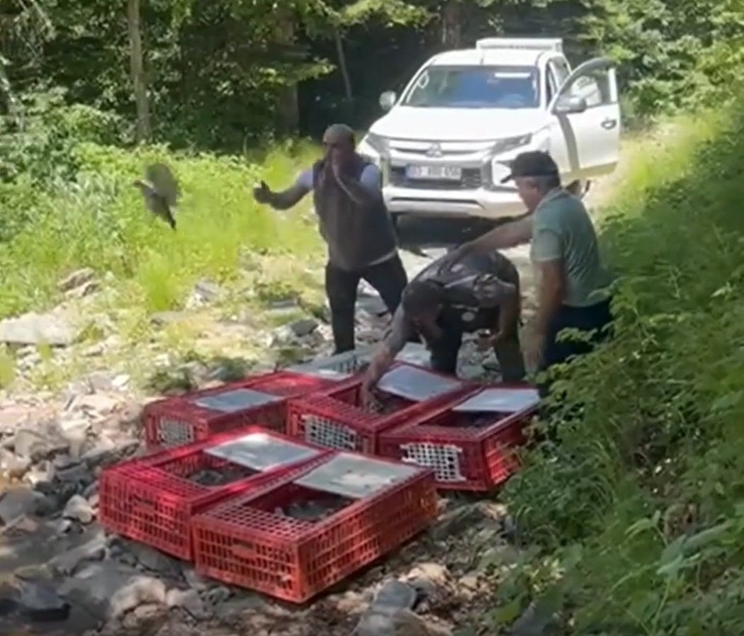 Bursa'da kene ile mücadele için bin 400 keklik doğayla buluşturuldu