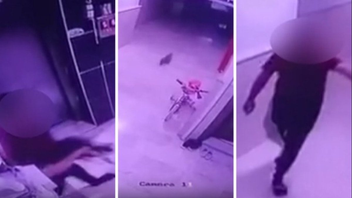Bu nasıl insan! Hamile kediyi kameralara gösterip yere böyle vurdu