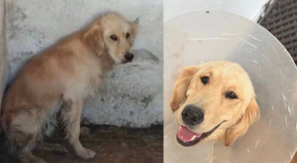 Denize girdiği için barınağa kapatılan köpek hastalıktan öldü