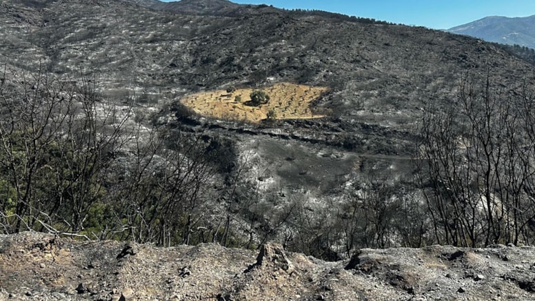 Yangın felaketinde ‘mucize’ görüntü: Zeytinlik sapasağlam kaldı