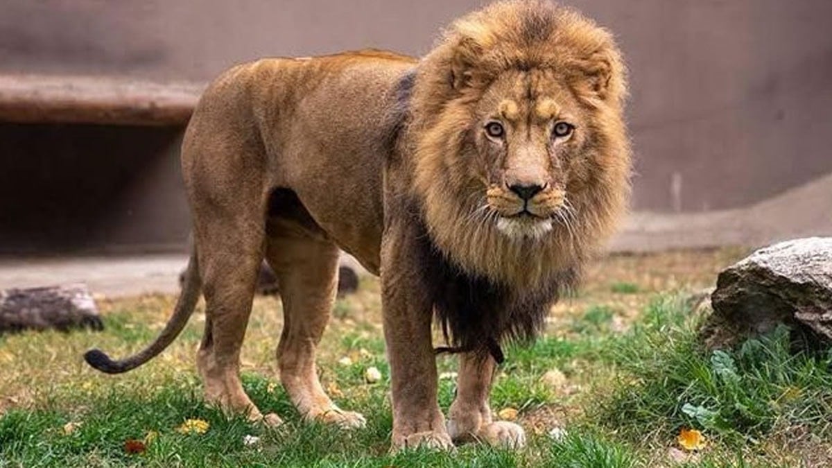 Antalya'da 'aslan' alarmı: Çiftçiyi ısırdı, her yerde aranıyor