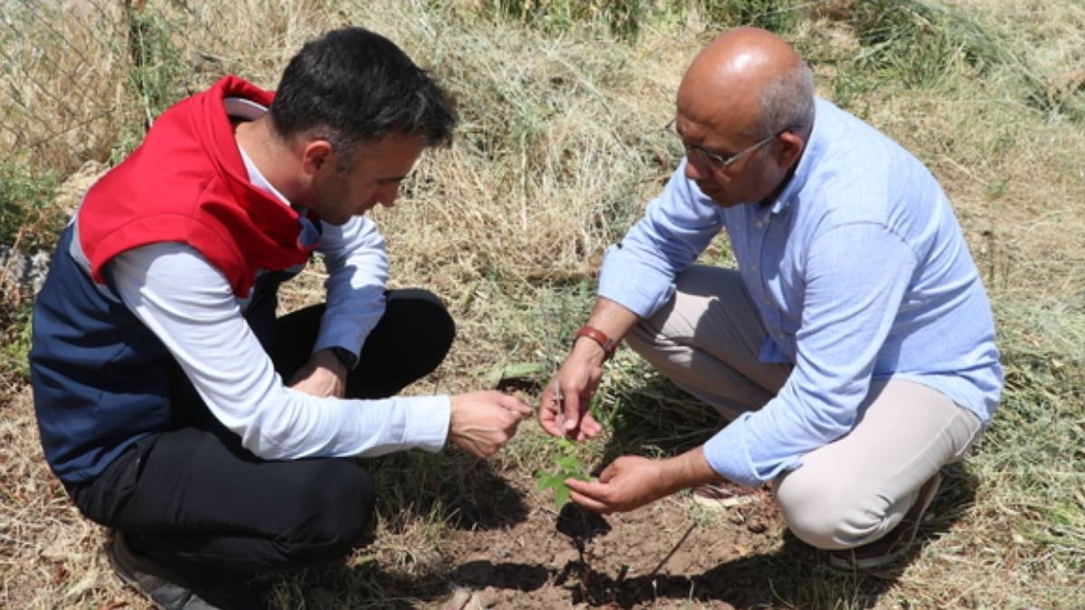 Tam 52. denemede hasat başarılı oldu: 1800 rakımlı bölgede verim patlaması yaşandı