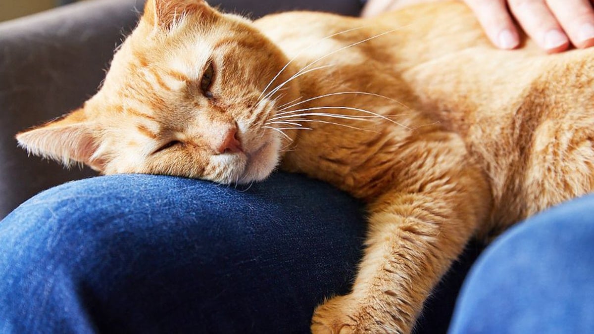 Sakaryalı hayvansever 10 günlük yaşam mücadelesini kaybetti: Kedi tüyü can aldı!