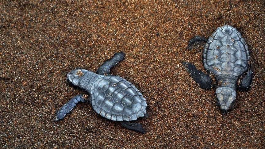 Fethiye'de misinaya dolanan caretta caretta kurtarıldı