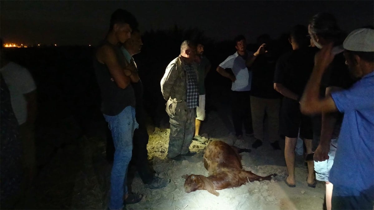 Sanayi bölgesinden zehir akıyor: Suyu içen öldü