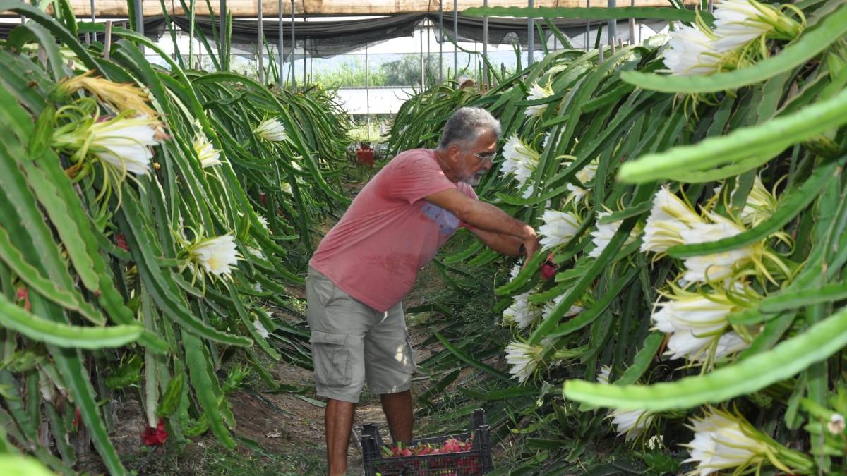 Mersin'de örtü altı hasat başladı