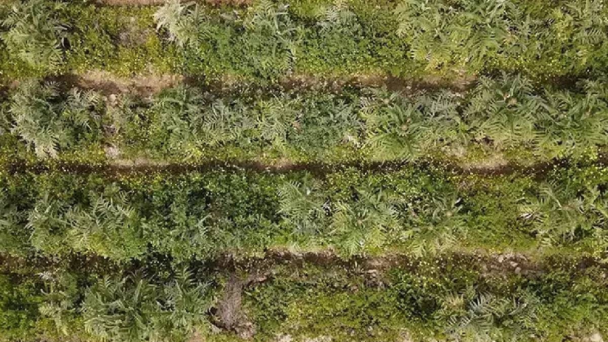 Boş tarlada deneme amaçlı ekti rekor verim aldı: Hasat başladı, köylülerin yeni gelir kapısı oldu