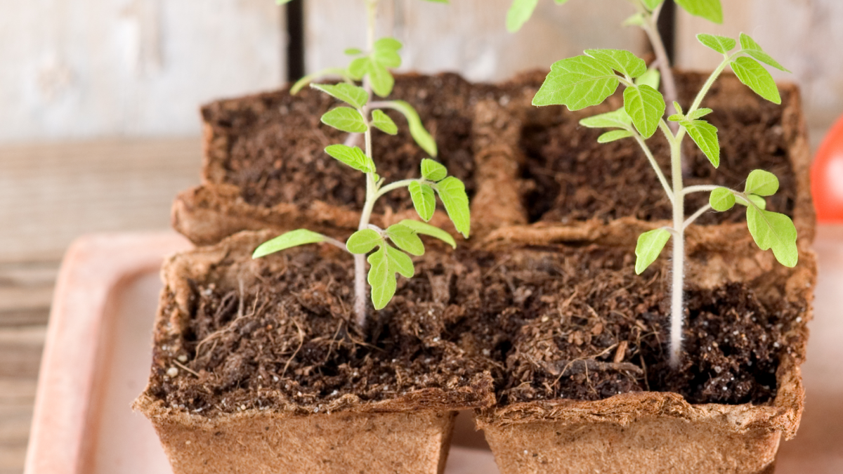 Temmuz ayı bitmeden saksıda bu sebzeyi ekin: Bahçıvanların tavsiyesi