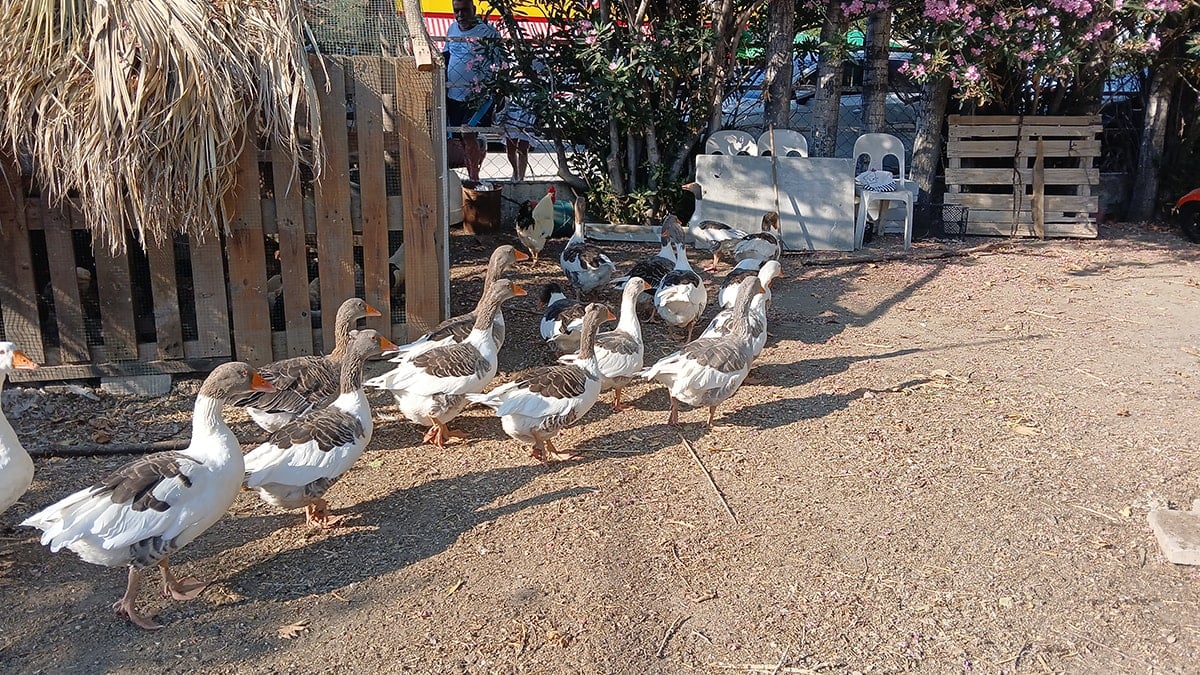 Kümese kapatılan kazlara tepkiler sonrası 'şartlı tahliye'