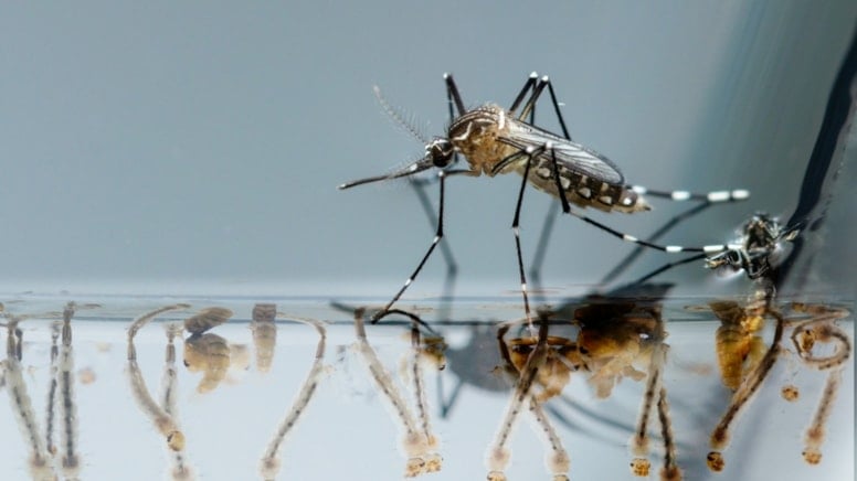 Sivrisinek Korkusu Geri Döndü: Chikungunya Virüsü Alarmı! DSÖ Müdahalesi Başladı