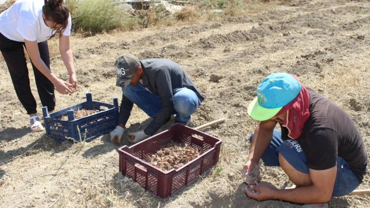 Antalya'da zahmetli hasat başladı: Tek tek elle toplanıyor, faydası saymakla bitmiyor