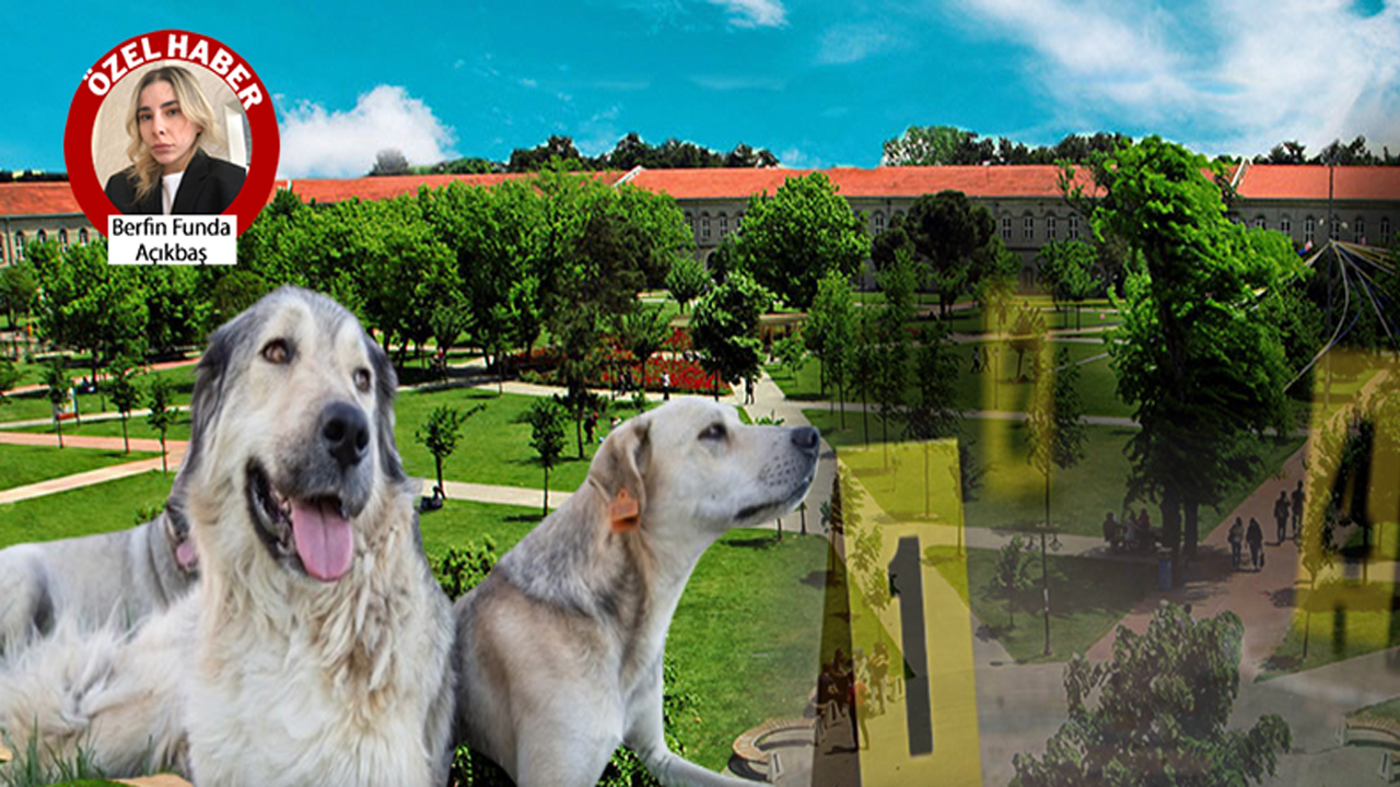 YTÜ kampüsündeki köpekler ortadan kayboldu! Önce araçla toplayıp sonra da öğrencilere saldırdılar