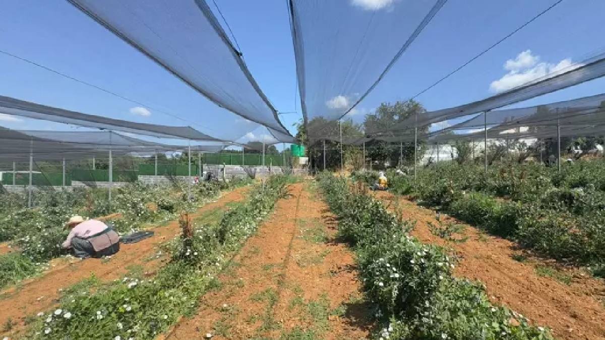 Bölge halkı mavi altın diyor: Bereketli hasat başladı, 20 ülke almak için sıraya girdi