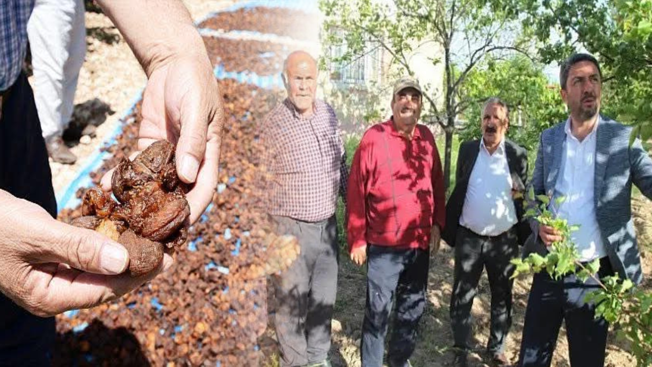 Malatya'da kayısı kalmadı! Üretici perişan, ekonomi çöküyor