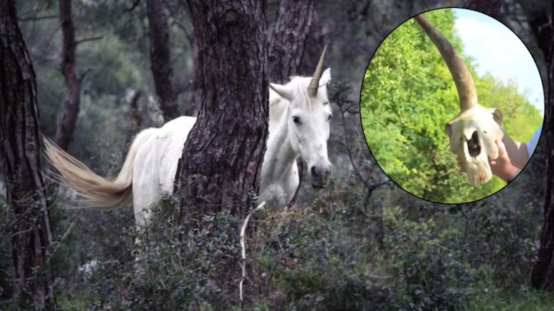 Tek Boynuzlu At kafatası ülkeyi karıştırdı! Kral Arthur'un şatosunun yakınında bulundu