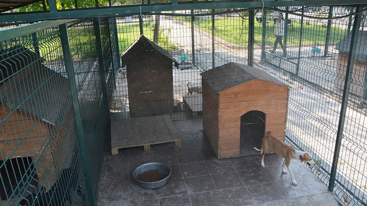 Osmaniye Barınağı'nda skandal bitmiyor: Doğmamış köpekler üzerinden bile para almışlar!