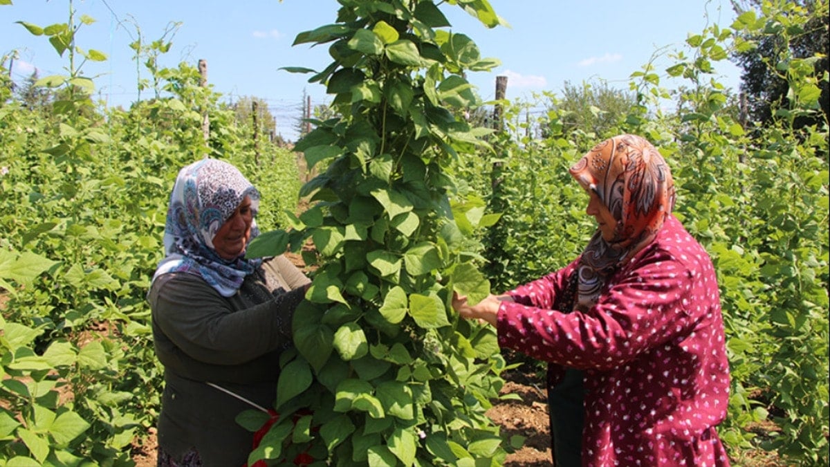 Çiftçi isyanda, son yılların en kötü hasadı başladı