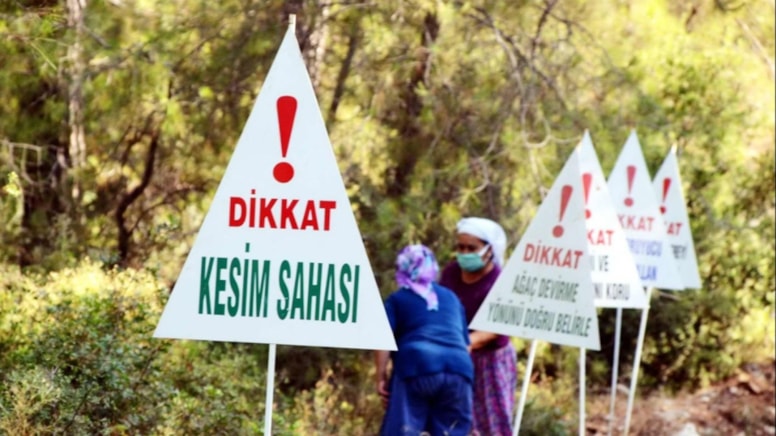 Şirketlere kestiği ağaç kadar ağaç kesme izni