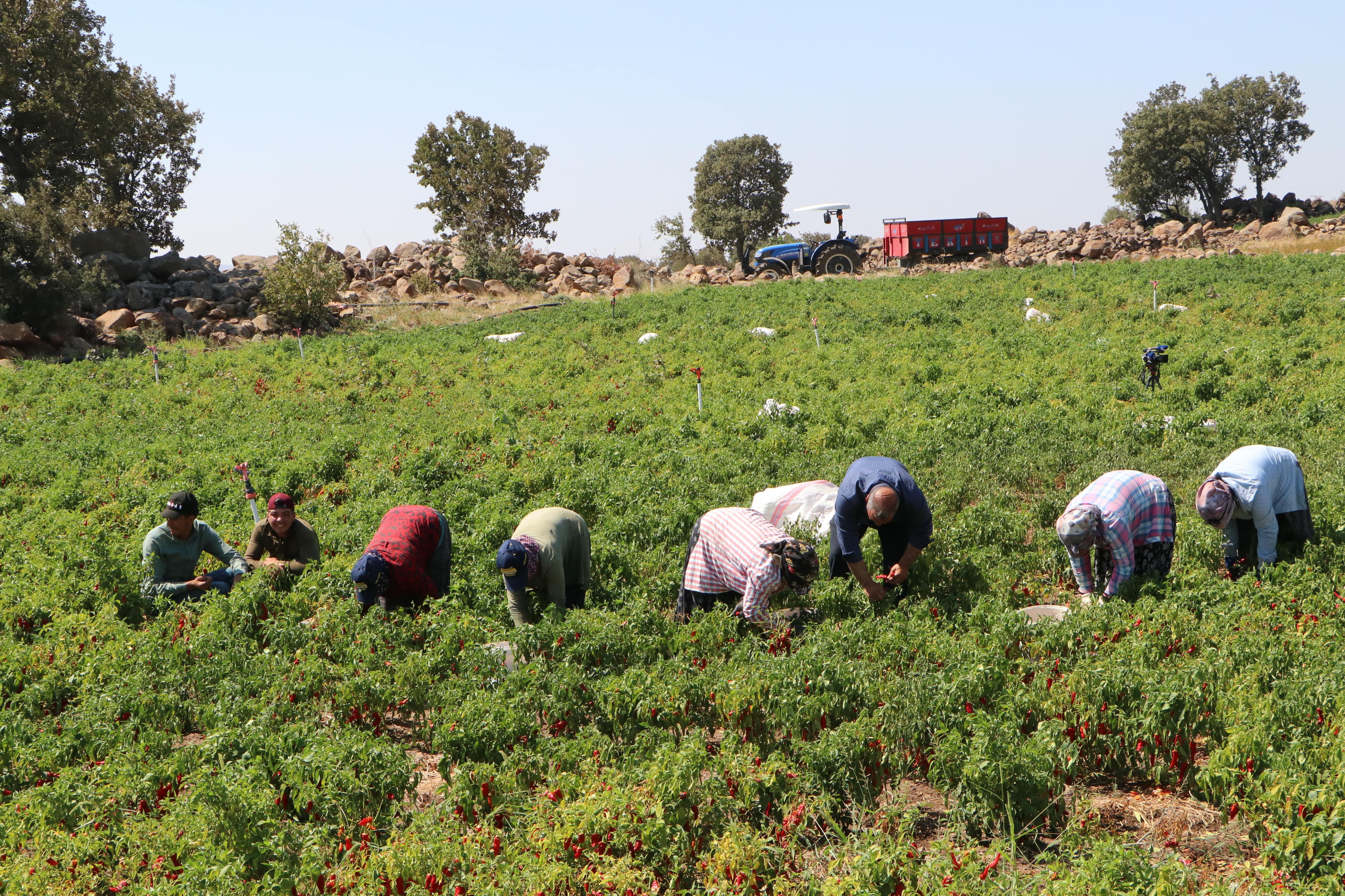 Sabahın ilk saatlerinde ağlaya ağlaya hasat ediyorlar: 5 ton ürün bekleniyor