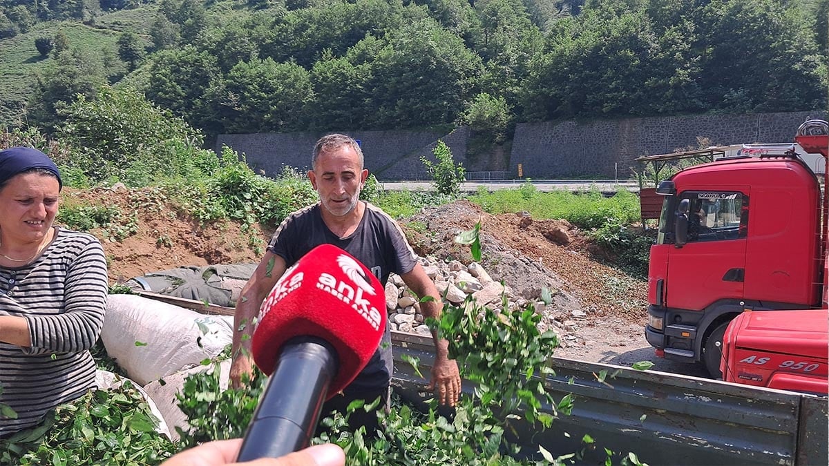 Hopalı çay üreticileri dertli: “Çay Topluyoruz ama Kazanmıyoruz”