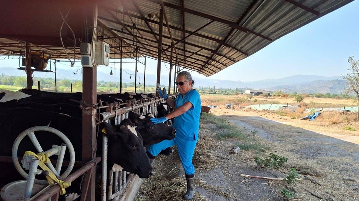 Bir il diken üstünde! Şap karantinası başladı, giriş çıkışlar yasaklandı