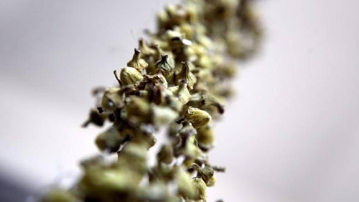 Bahçesine eken 1 senede zengin oluyor: Yaşı ayrı kurutulmuşu ayrı değerde, kilosu 5 bine satılıyor